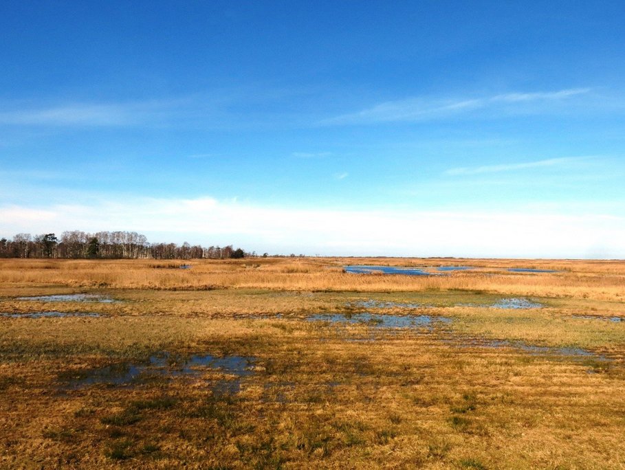 Rewetted coastal fen