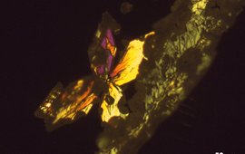 Butterfly-shaped struvite twins, partially transformed to newberyite (dark and round phases) under polarized light