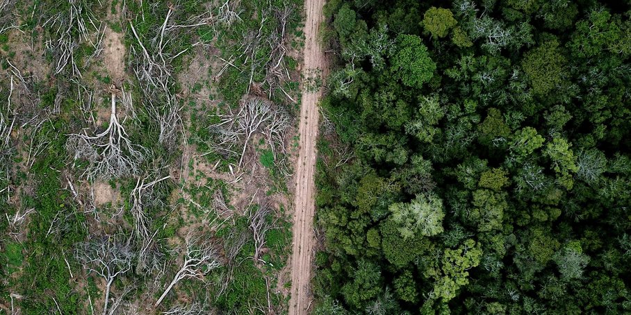 abgeholzter Wald neben einer Straße