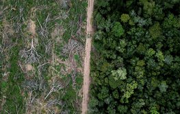 abgeholzter Wald neben einer Straße