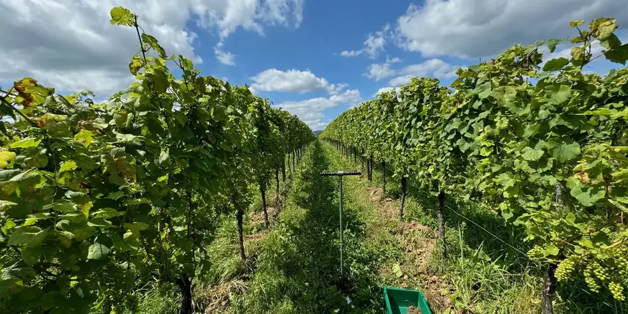 Grapevine in the Palatinate, center: a soil borer