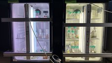 Refrigerators with various types of algae cultures