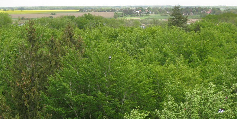 Crowns of the sample trees with tree numbers