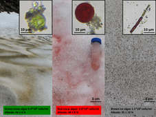 Algae types