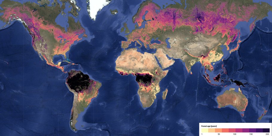 Screenshot der Visualisierung des ermittelten Waldalters im Jahr 2020 in der Google Earth Engine.