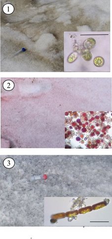 Green (1) and red (2) snow and ice (3) algal communities. Scale bars: 20 μm