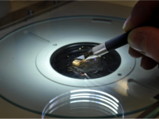 Trennung der einzelnen Jahrringe unterm Mikroskop