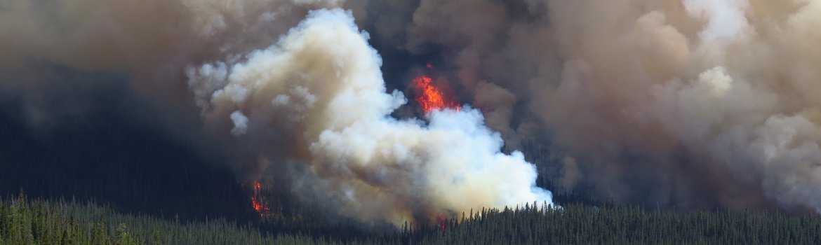 Feuer in einem Wald, Rauch steigt auf, Luftaufnahme von oben