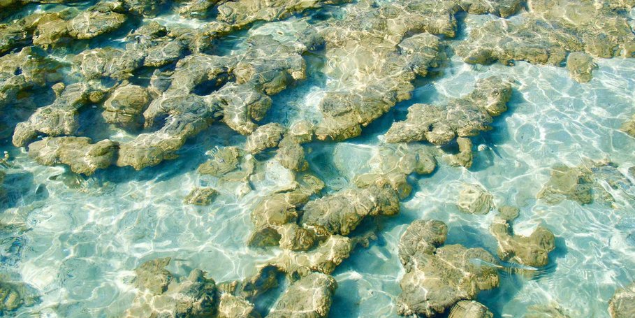 Recent stromatolites in Hamelin Pool, Australia