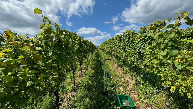 A metal hand drill is stuck in the ground amid green plants in a vineyard. Blue sky.
