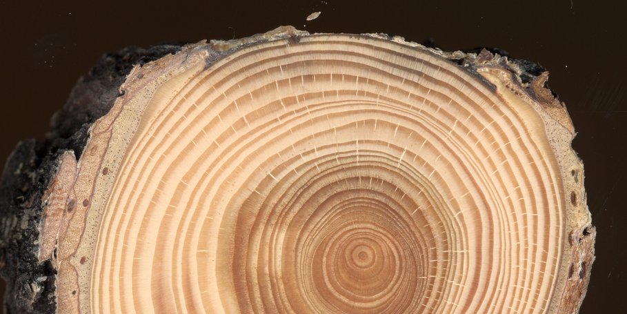 Jahrringe in Baumscheibe einer Europäischen Lärche (Larix decidua Mill.)