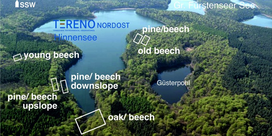 Aerial view Hinnensee & Monitoring plots