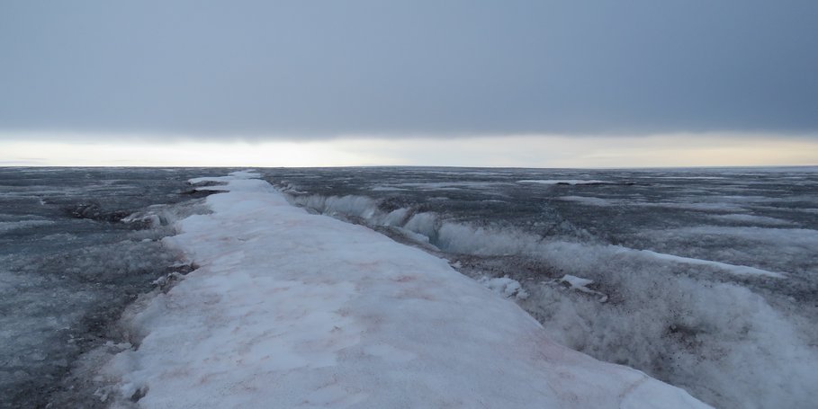 Glacier ice algae and red snow algae in Greenland