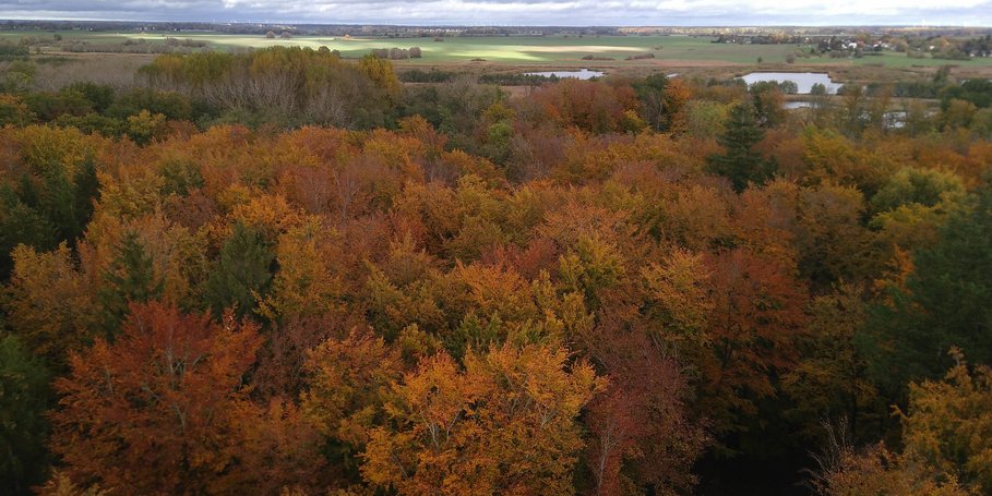 Buchenbestand in Herbstfärbung