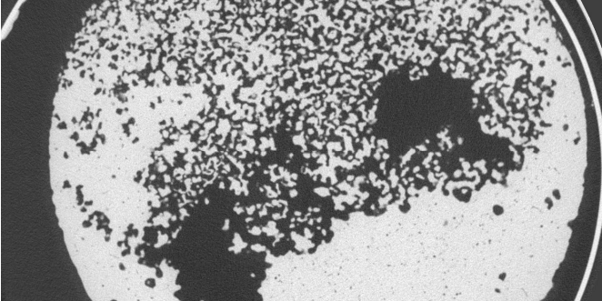 Photo for Rey's Research Update, March 2021