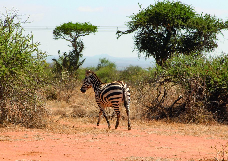 The photo shows a zebra in a savanne, surrounded by red sand and trees.