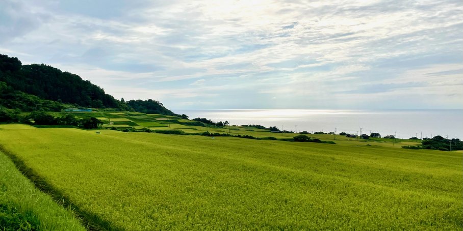 landwirtschaftlich bewirtschaftete Meeresterrassen, satt grün, im Hintergrund das japanische Meer