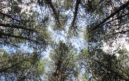 Blick aus einem Kiefernwald hoch in den Himmel: die langen Stämme und Baumkronen vor dem blauen Himmel