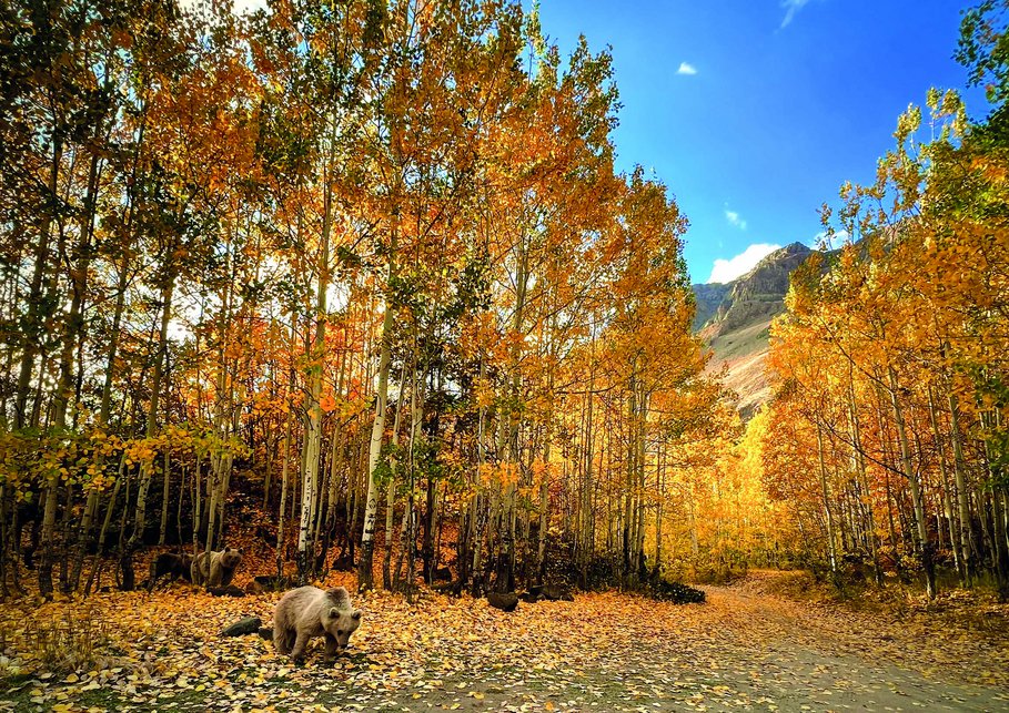 The picture shows a forst in bright warm autumn colours and a mother bear with her two bear cups.