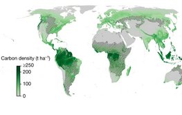 Mercator-Projektion der Welt mit farbig dargestellter Konzentration der oberirdischen Baumkohlenstoffes.