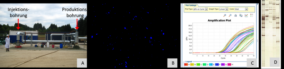 Obertägiger Thermalwasserkreislauf einer Geothermieanlage (A). Molekularbiologische Methoden zur Analyse der in Thermalfluiden vorhandenen Mikroorganismen: Fluoreszenzmikroskopie (B) und Real-Time PCR (C) zur Quantifizierung von Mikroorganismen. Genetisches Fingerprinting zur Identifizierung von Mikroorganismen (D). Über die Identifikation sind Rückschlüsse zu mikrobiellen Stoffwechselprozessen möglich.