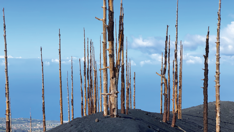 Dead black trees at La Palma crater, 3 years after the eruption