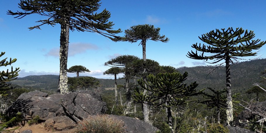 Nationalpark Nahuelbuta, Chile