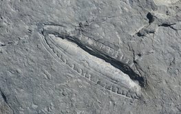 Kimberella fossile