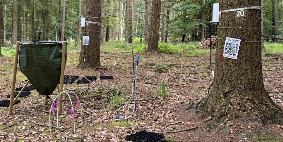 Talking trees with sensors