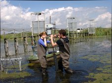 rewetted fen