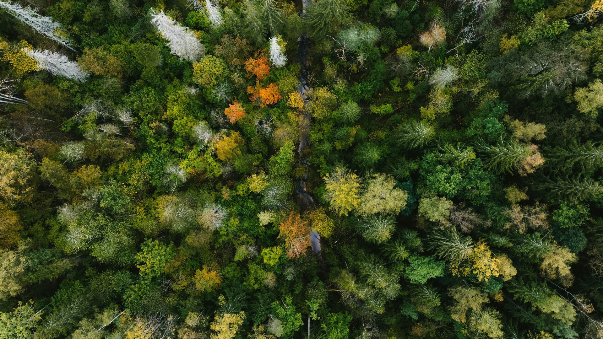 Wald Luftaufnahme