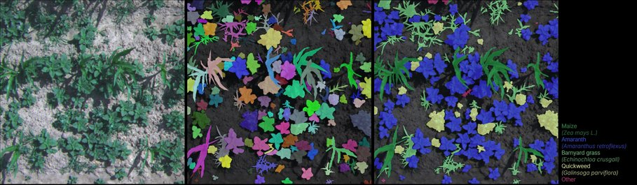 Instance and semantic masks for maize and various weed species from WeedsGalore dataset.