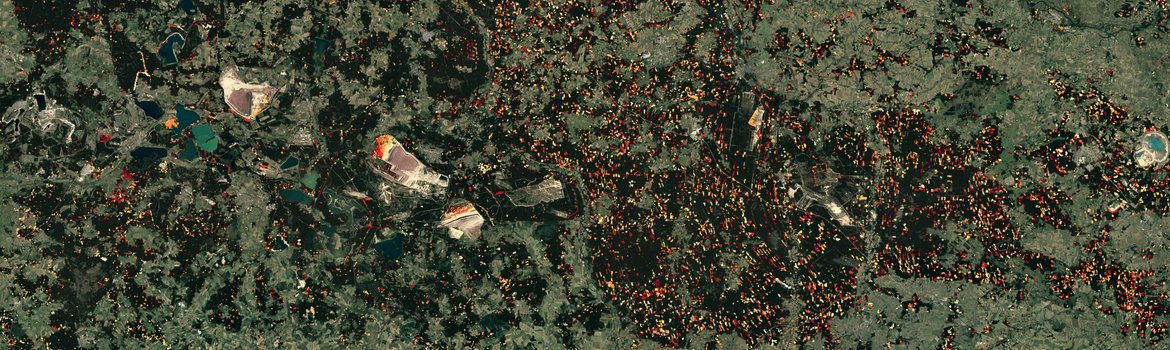 A satellite image of a landscape featuring many small patches in various shades of green. Interspersed among them are splashes of white, yellow, orange and red, which are much more frequent and denser on the eastern side of the image – in Poland.