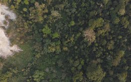 Drohnenaufnahme eines tropischen Waldes mit vielen grünen Baumkronen: Von rechts nach links nimmt der Baumbestand ab, es gibt links auch kahle Flächen.