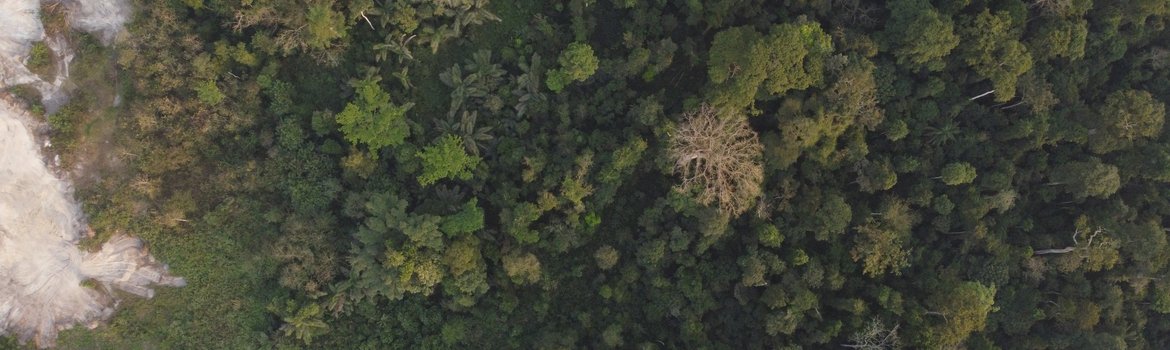 A drone shot of a tropical forest with many green tree canopies: from right to left, the tree cover decreases, and there are also bare patches on the left.